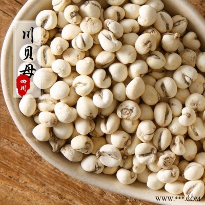 中藥材批發(fā) 貝母 **川貝母無(wú)硫勤母藥實(shí)