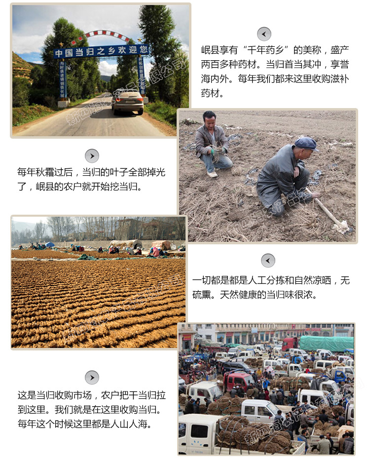岷縣當歸 (3)