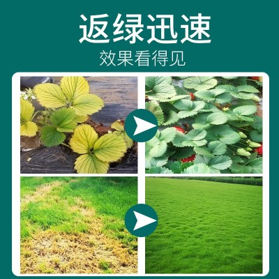 一噴綠氨基酸葉面肥水溶肥黃葉卷葉營養(yǎng)液農用果蔬葉綠素廠
